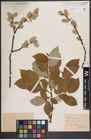 Foto von Salix caprea L.